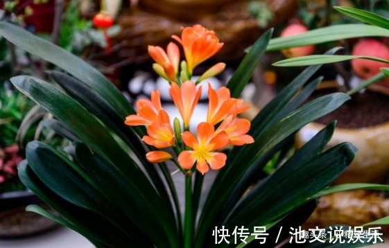 君子兰|1个小方法,让君子兰不再烂根,解决新手浇水难题,浇多了也不怕