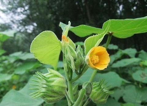 止咳化痰|田野间被当做杂草的野菜,止咳化痰、治疗关节疼痛,早知早健康!