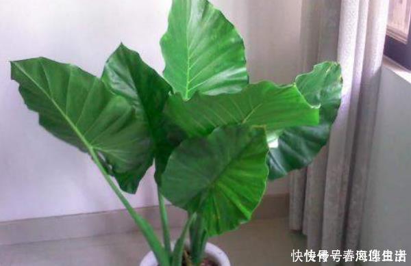 白送|有钱人家里从不养“4种花”,白送都不要,你还傻傻往家买