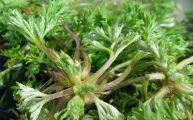 比肉|农村的野菜，味道比肉还鲜，价值珍贵，一斤80元，你可能错过了！