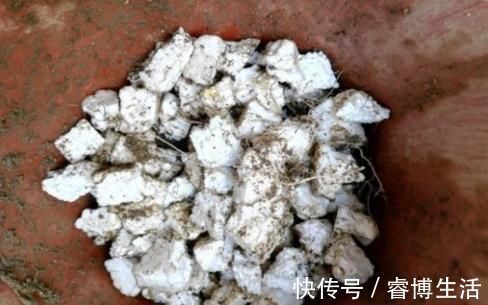 花草|这些垃圾废料拿来养花,你以为是“青铜”,结果全是“王者”