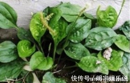 药用|农村路边常见的一种野草,功效堪比人参,既可药用又可食用