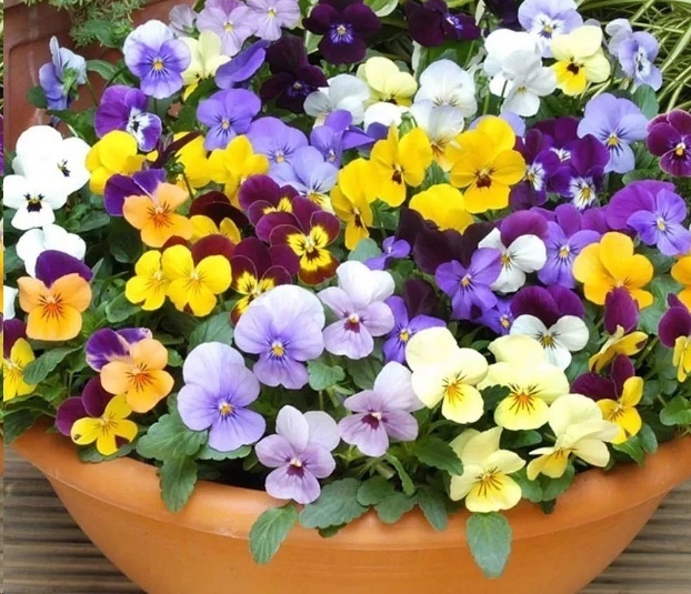 风信子|这18种超级好养的植物，养花新手也能养的很好!