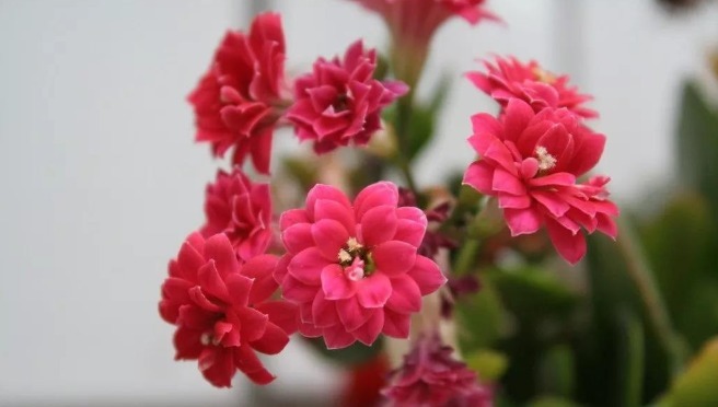 长寿花秋天怎么浇水学会一招,让长寿花秋天一样爆盆