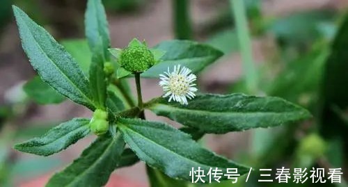 肾气|老中医推荐：最有效的白发转黑方，仅2味药材泡水喝，补虚又乌发