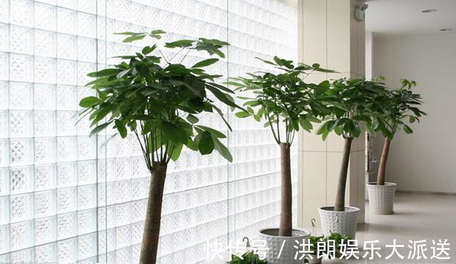 旺财|家里养花的注意，有两种花别养，六种花“旺财”又“招福”