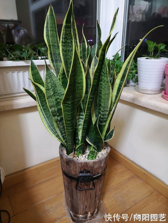虎皮兰养护大全,按照“套路”来,1个月浇次水,叶子长得似宝剑