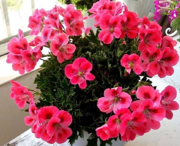 新手养护花卉,就养此花中精品,越晒越旺,给点水直接爆满的花卉