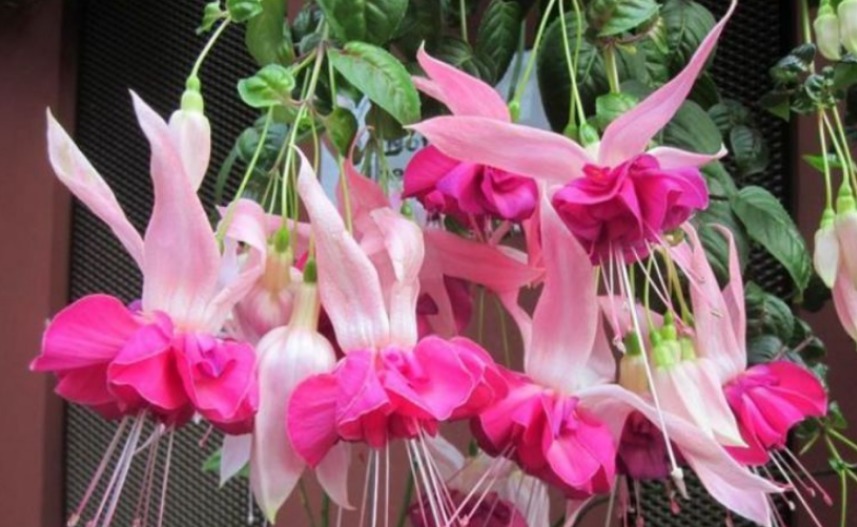 最仙的花卉,迷人的花朵,人见人爱,花朵姿态万千,美