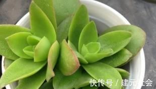 温差|多肉火祭叶片变绿是什么原因?为什么我的火祭一点都不红?