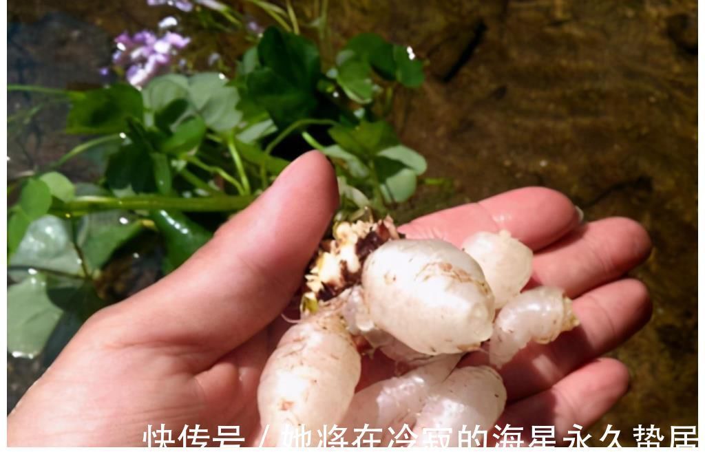 三叶酸草|很多人只吃叶子，不知底下藏着“水晶萝卜”，价值很珍贵，莫忽视