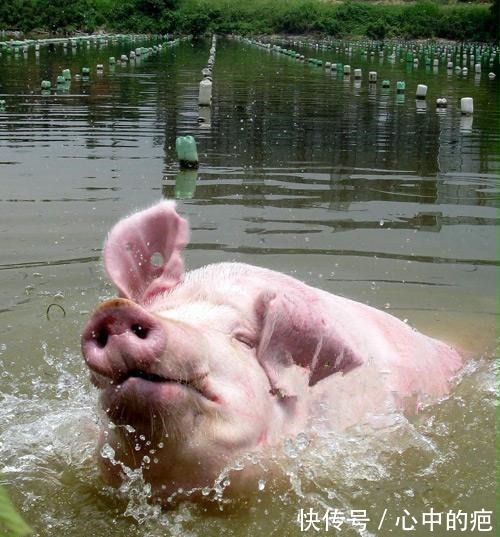 |上联“八戒洗澡,猪下水”,下联经典又搞笑,如来无辜躺枪!