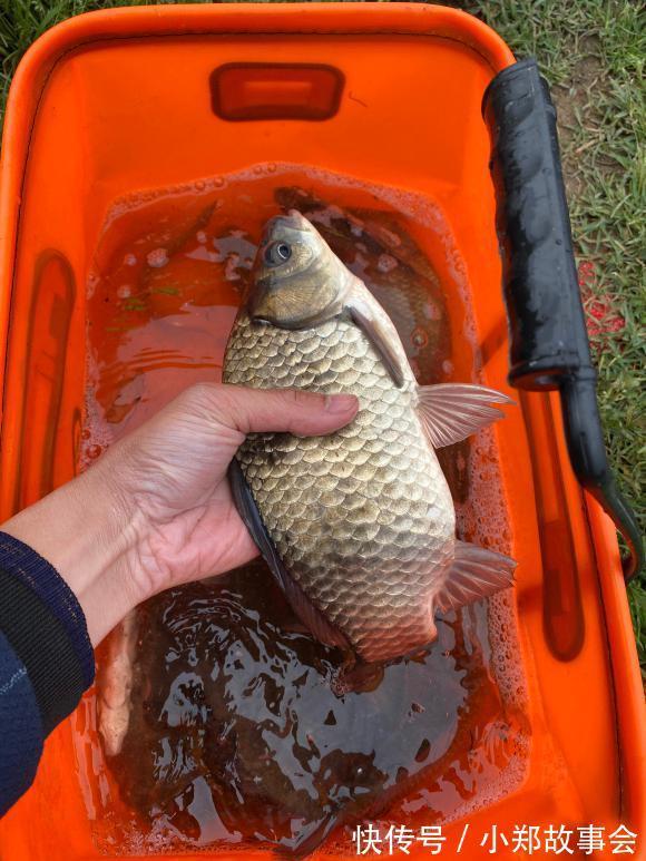 浅谈寒冬鲫鱼习性,摸准命脉渔获更多,确实不用太好技术