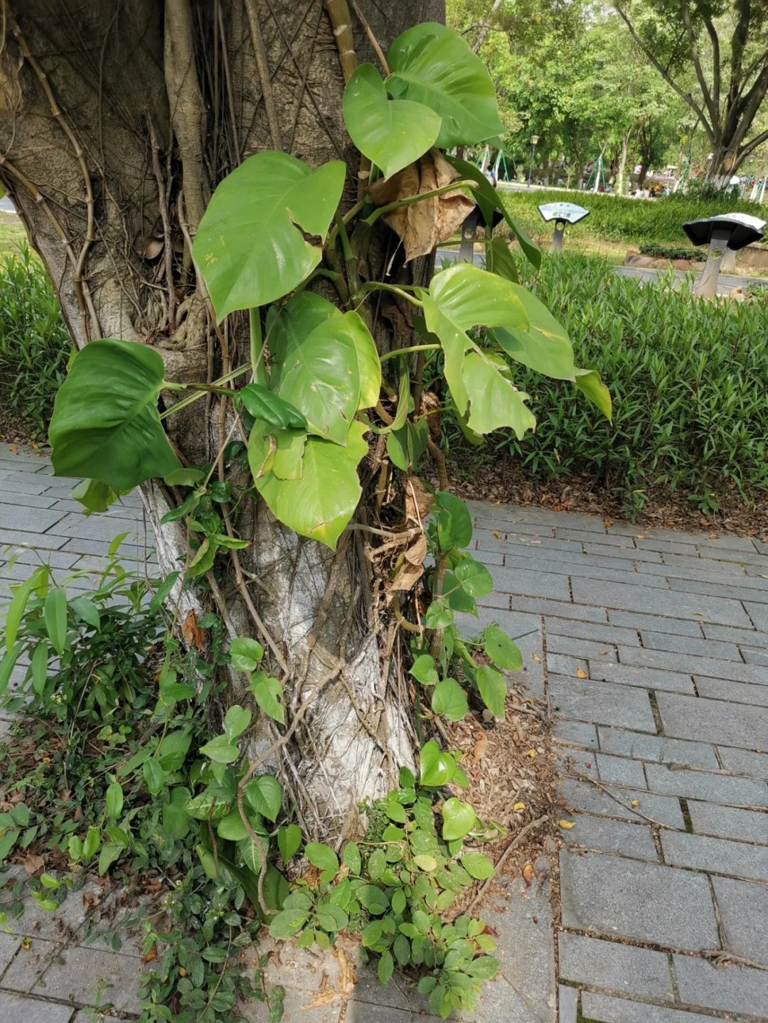 想让小叶绿萝变成大叶绿萝，茎长得更长，这7个养护技巧要掌握好