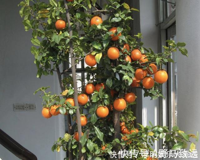 金弹子|夏季养不好绿萝，不如养“2种树”，平时只浇水，长成盆景，美！