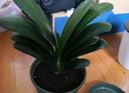 柳树枝用水泡多久能浇花生根？君子兰几月换盆好？