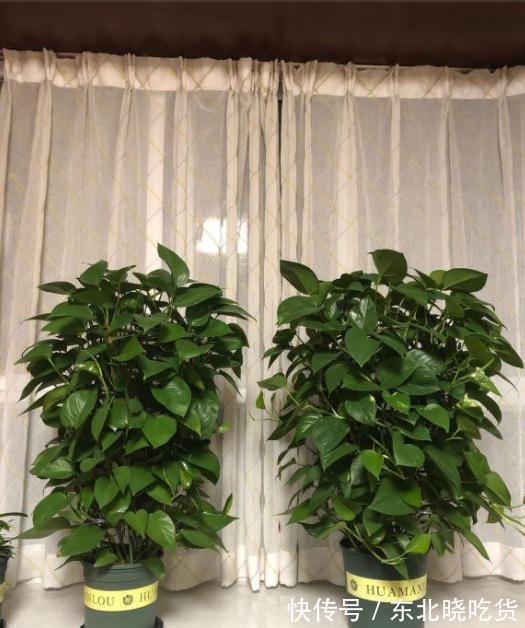 养分|绿萝不长藤,这2种东西,一样埋盆底,一样喷叶子,天天疯长