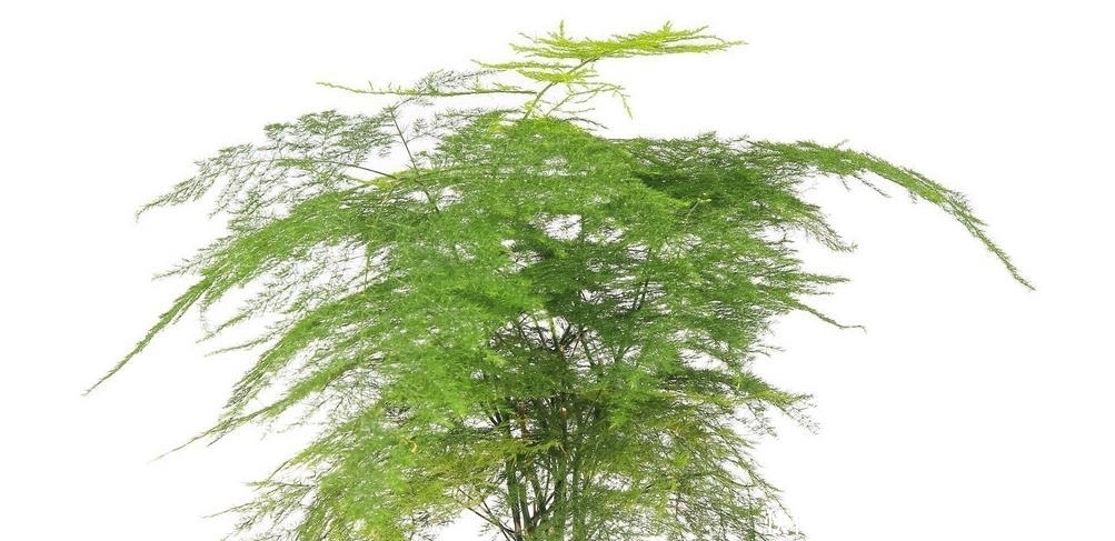 散光照射|怎样使文竹多冒新芽?做到3点养护,新芽蹭蹭冒