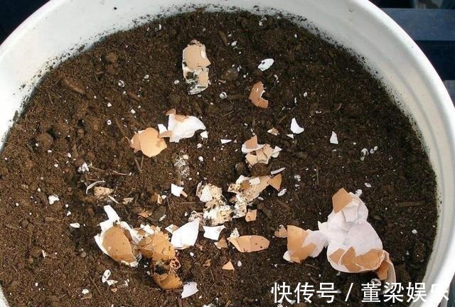 花肥|茉莉、三角梅开得旺,土里两种花肥很重要,添一点就有明显效果