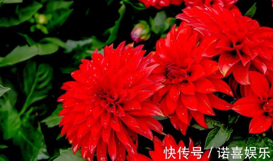 此花花艳胜似牡丹,花期比拟茶花,是比较受欢迎的花卉