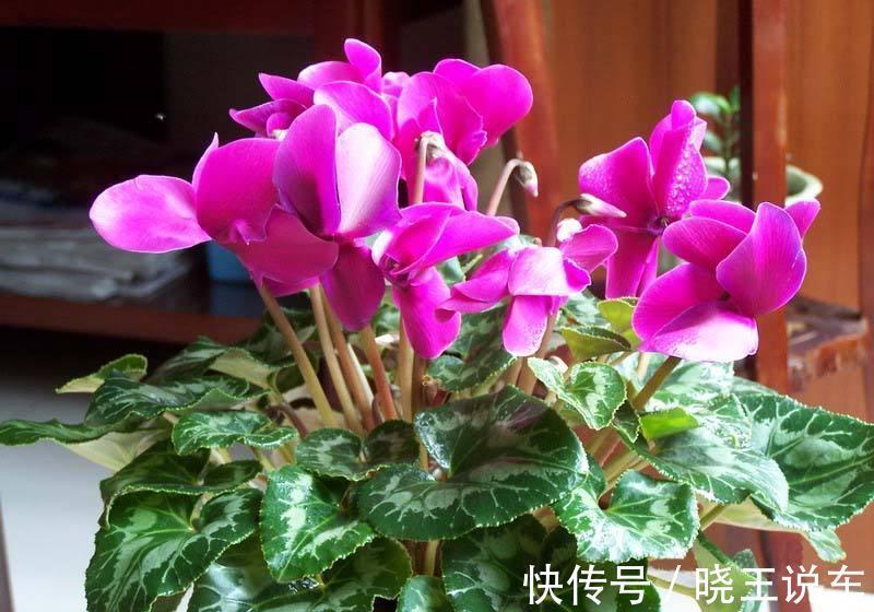 调整仙客来花期的五种方法