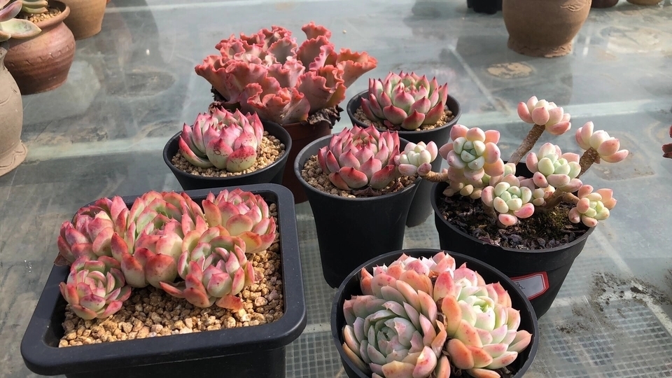 多肉徒长散乱不美观怎么办只需一个神操作,一盆变两盆还更美观