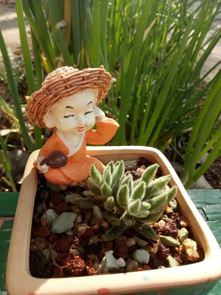 送瘟神,洒庭院,赏多肉,合家团聚话将来!