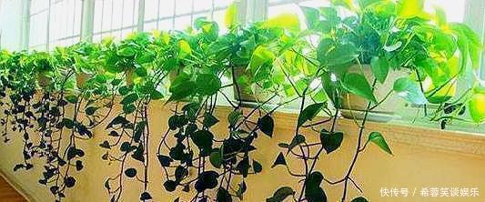 酸碱度|养绿萝,别忘加点这种“料”,叶片不黄,新芽猛窜,一个月就爆盆