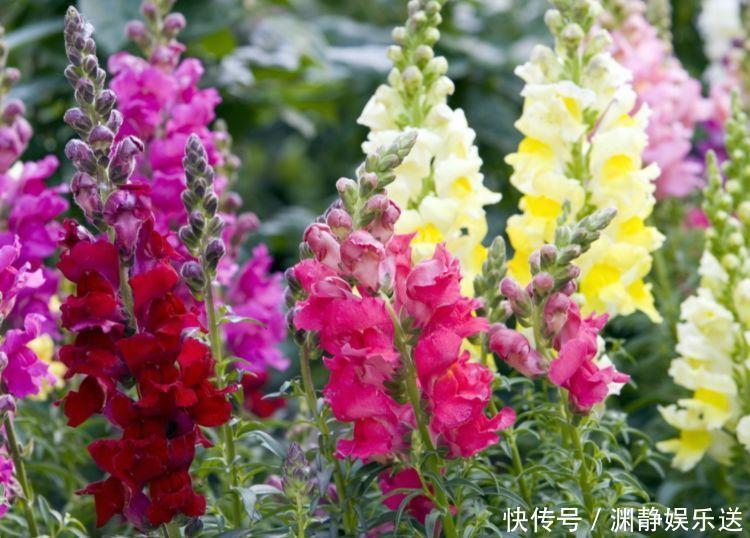 好养易爆盆的几款花卉,不用管也能疯长,叶子油绿花色艳