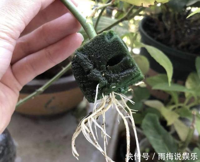夏天还买花5种花枝条“折1根”，扔花盆里，萌发“小根系”