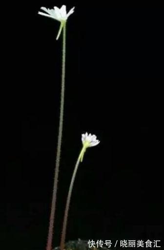 世界上最稀奇古怪的花儿,大多数人连一种都没见过,漂亮