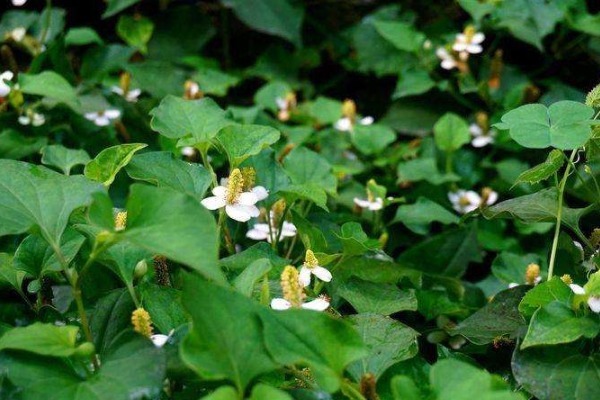 蒲公英|农村4大“黄金”野菜,既补钙又降血压,还有清热解毒作用