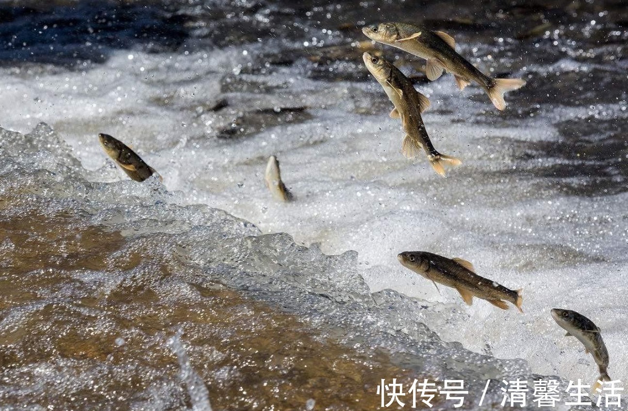 咸干鱼|青海湖的难忘历史，3年吃掉7.5万吨，如今湟鱼种群怎么样了？