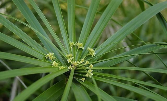 这3种花要多浇水,水多了就爆盆到处生长,夏天养正合适