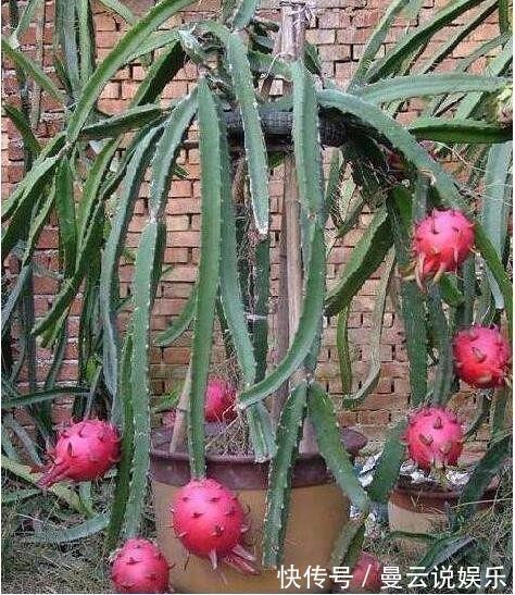 西红柿|在家阳台盆栽这4种水果,不仅好养活,结果还多,还可以当观赏品