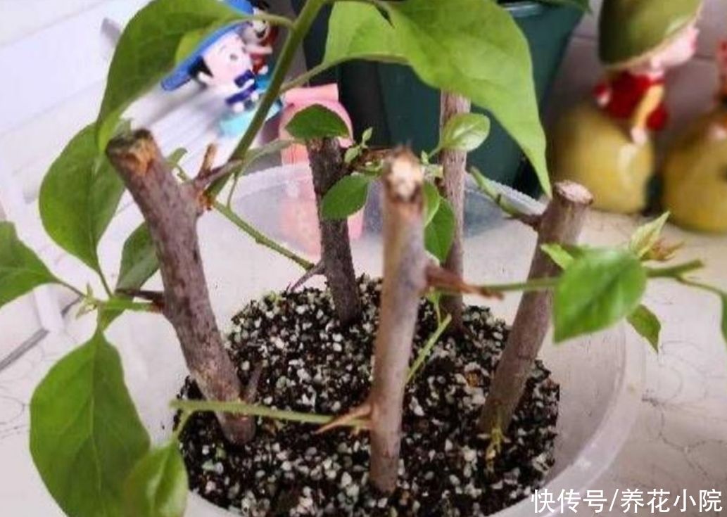 修剪|立秋了,扦插5种花,生根快,容易成活