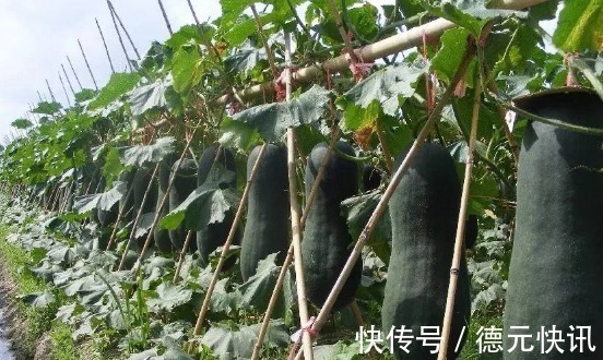 清热解暑|长寿老人爱吃的此种食物,降血糖、降血压,早知早受益