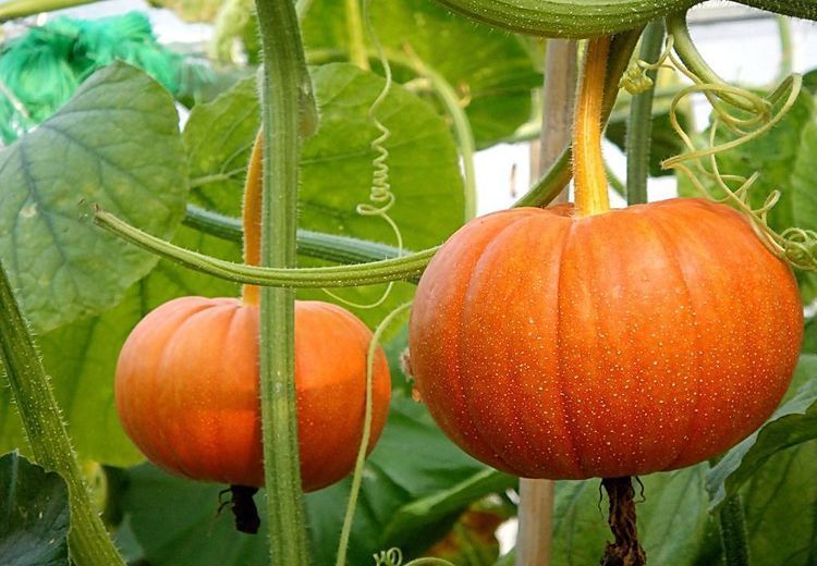 色斑|女性想年轻,不妨多吃此食物,排毒护肤,淡化色斑、美容养颜