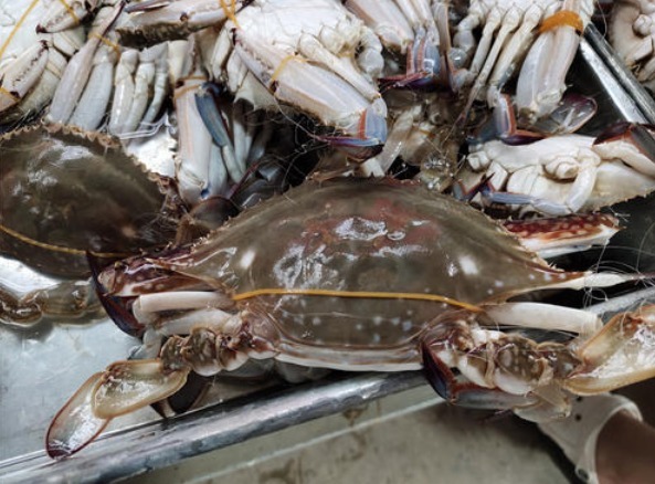 清蒸螃蟹,直接蒸是大错!多加1步,螃蟹不掉腿不流黄,鲜嫩美味