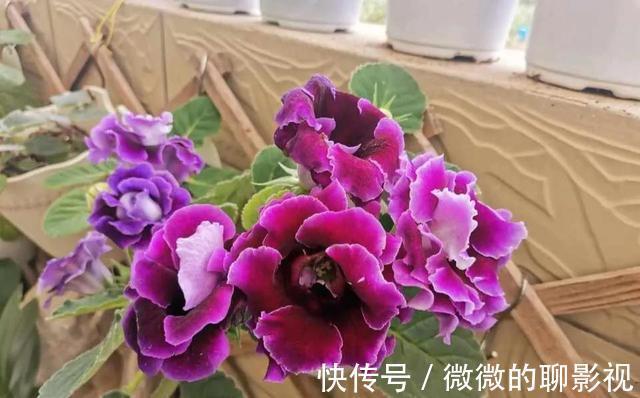 绣球花|这3种漂亮花，“没光”也能开，养一盆放家里，气氛欢乐热闹