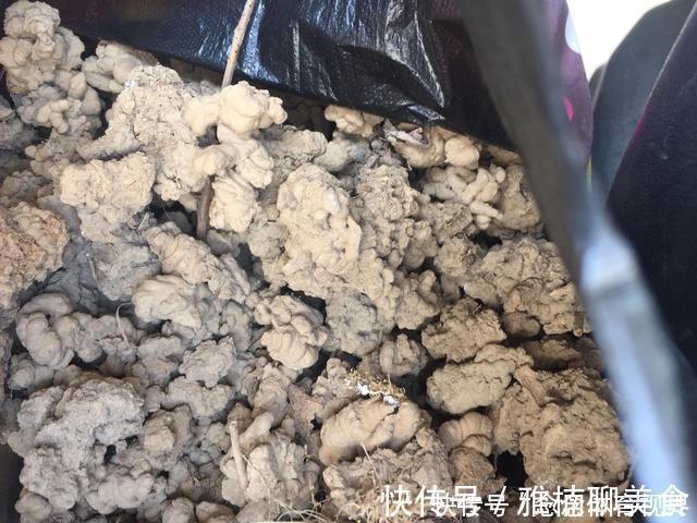 花生壳|无论养什么花,加3种“东西”,啥花都疯长,根粗叶绿,开花多