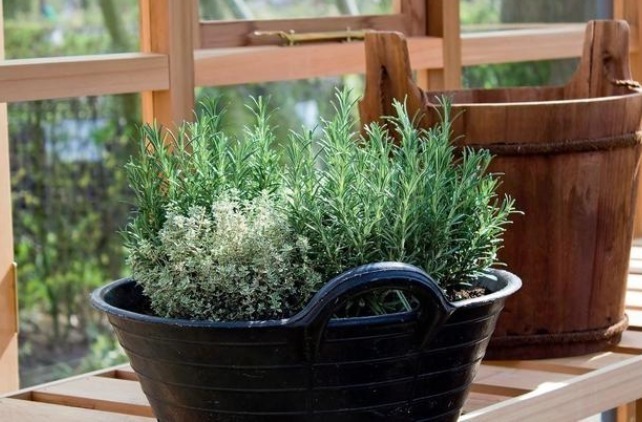 天竺葵|蚊子最讨厌4种“花”,家里养上一盆,蚊子不敢进门!你家有吗