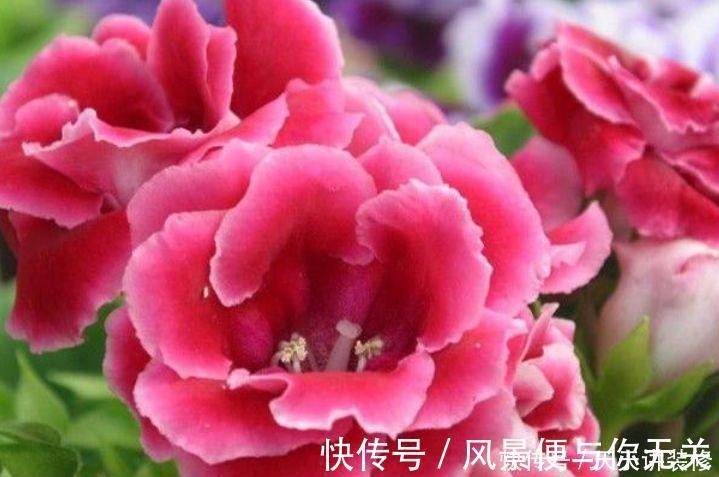 花期|几种花期最长的花卉,一年四季开不停,每天都有花赏