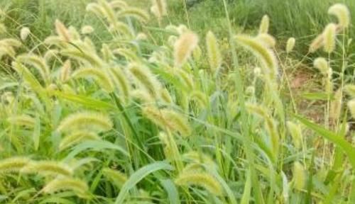 祛湿|农村到处都是的狗尾巴草,泡水喝竟有4大好处,男女老少都需要