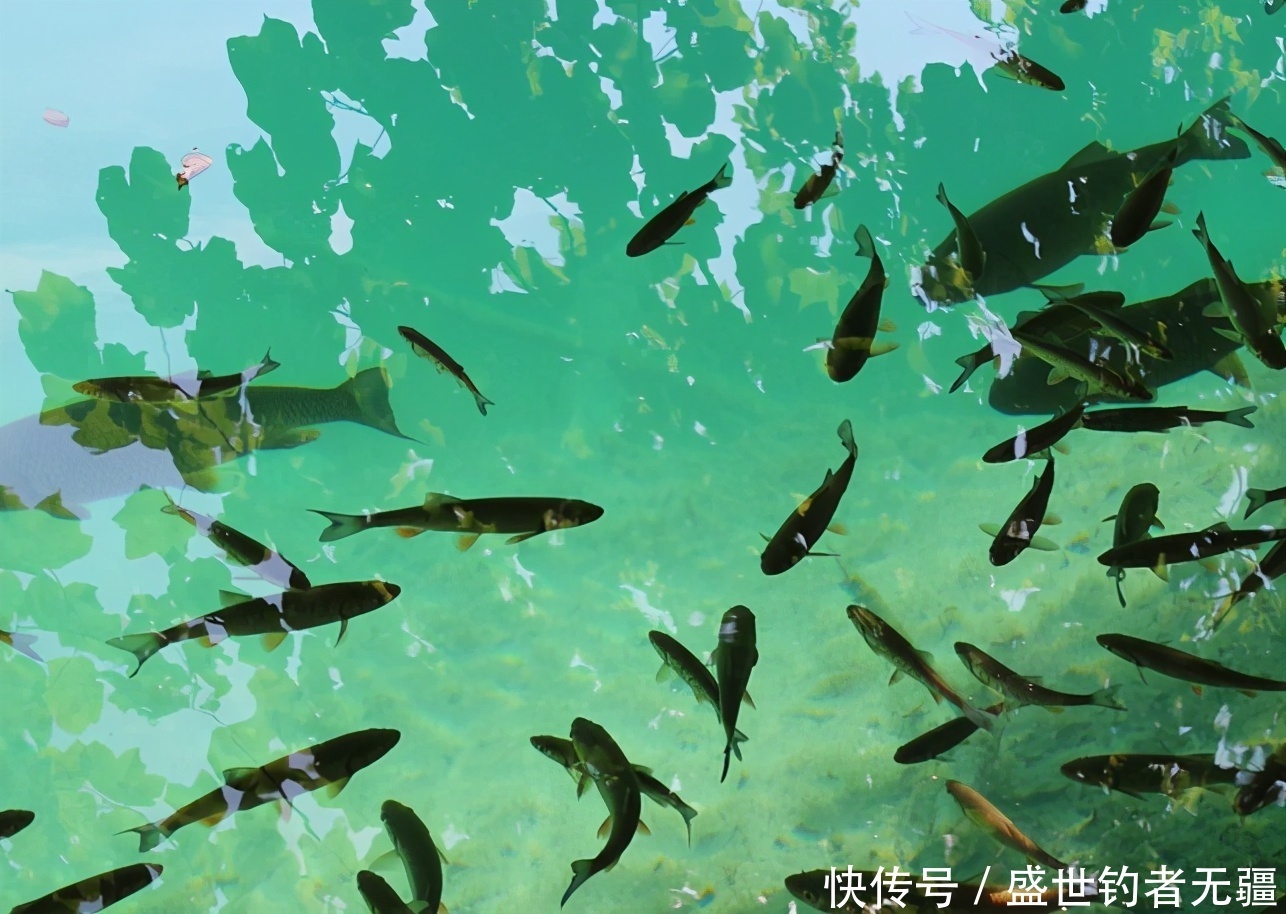 钓鱼这么久,搓饵不重视这3点,难怪不上鱼!——盛世三渔