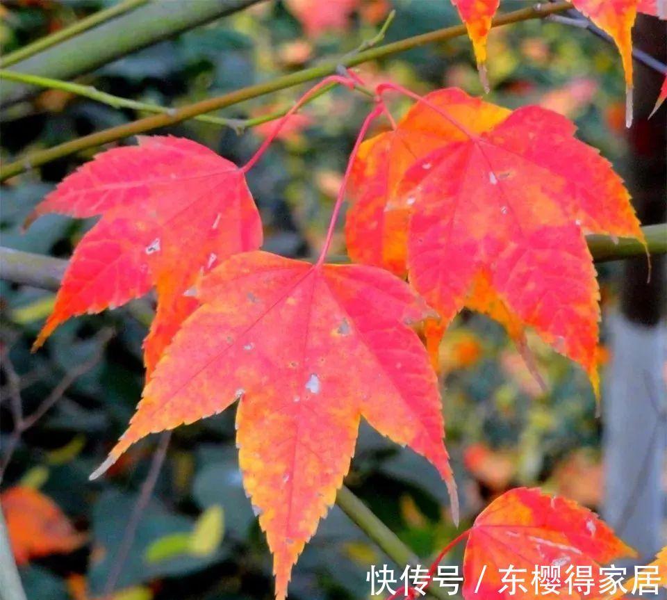 阳台上|从繁殖到造型,在开启三角枫盆景制作过程中感受缤纷世界!