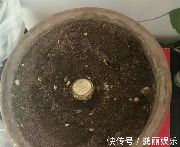 吊兰|黄叶快死的五种花卉,狠狠给它剪秃了,过几天呼呼长出一大堆