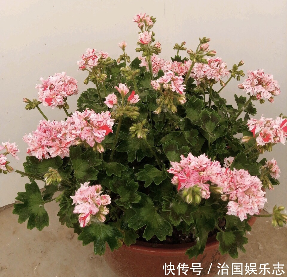 残花梗|天竺葵“花谢”以后,这么剪一刀,花苞嗖嗖冒,开花一茬又一茬