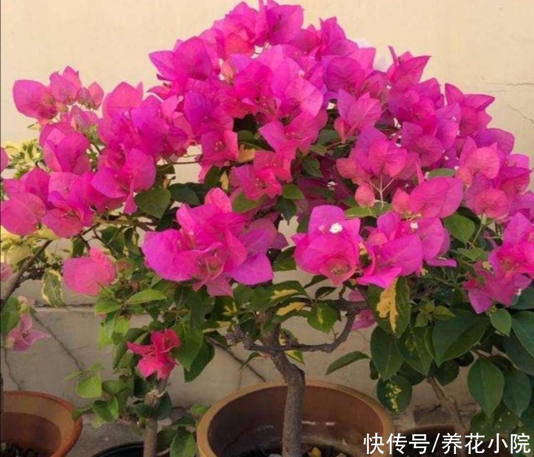 秋天|天气转凉,入手5种花,养一段时间就能长满花苞