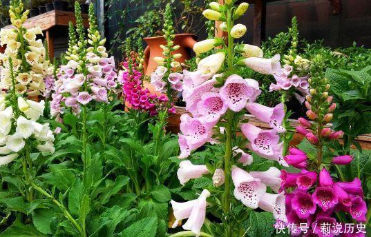 4款花超漂亮的,四季开花,观赏价值高,太美了